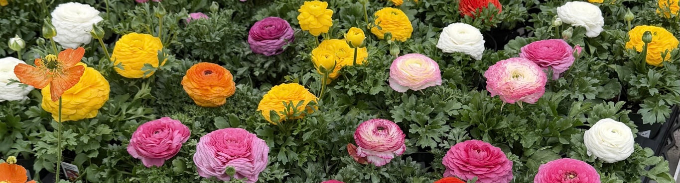 Meet Patty Pots: The Woman Behind Our Front Steps